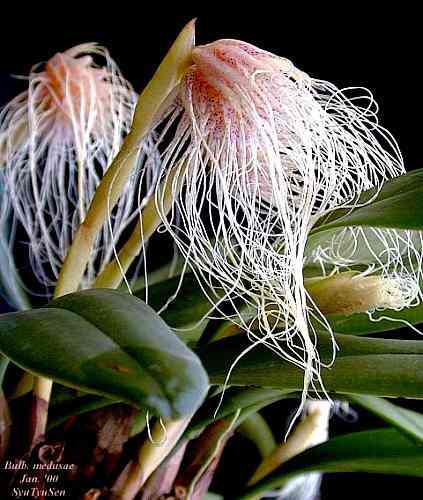 Bulbophyllum medusae
